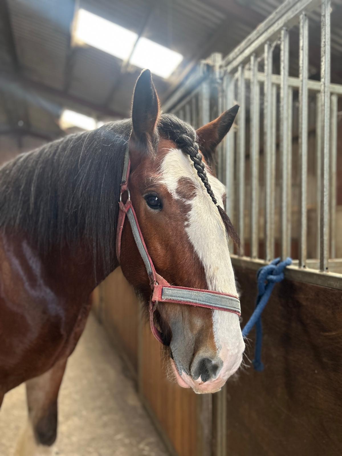 Waldburg Shire Horse